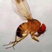 Spotted wing drosophila monitoring and management in