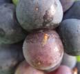 Incidence in wine grapes Weak ovipositor Sometimes high incidence in grape berries In some Virginia clusters, 90% of emerging drosphilids were AFF Sweep net samples in Pennsylvania vineyards How do