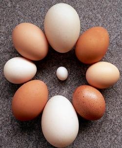 EGGS Source: On