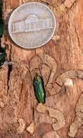Emerald ash borer Agrilus planipennis Established in the U.S.