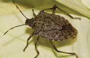 Brown marmorated stink bug Halyomorpha halys Established in U.S.