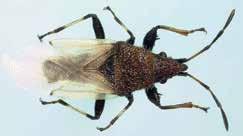 Cotton seed bug Oxycarenus hyalinipennis Established in Puerto Rico Similar Species: Several species of the genus Oxycarenus appear similar to the