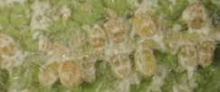 Rugose spiraling whitefly Aleurodicus rugioperculatus Established in Florida Damage: Infestations can be extremely dense. Whiteflies remove water and nutrients causing plant health to decline.