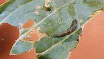 Slugs and Snails Island apple snail,