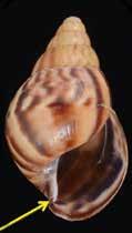 Giant African land snail Lissachatina fulica Not established in