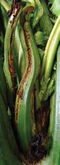 Celery anthracnose Colletotrichum acutatum Established in U.S.