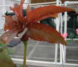 rosette disease Distorted flower bud and leaf-like