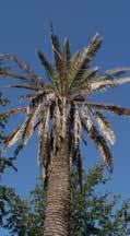 Texas Phoenix palm decline (TPPD) Coconut lethal yellows group 16Sr