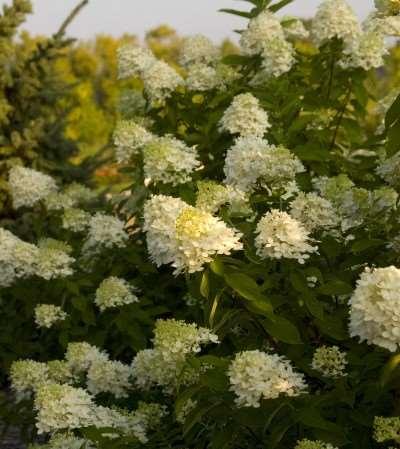 Limelight Hydrangea Hydrangea paniculata 'Limelight' As the name implies 'Limelight' has exquisite, bright, lime-green to cream flowers, a beautiful color that adds a much needed brightness to the