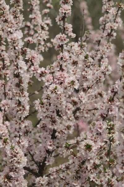 Nanking Cherry Prunus tomentosa Showy white flowers with a pink blush are produced in early spring before leaves appear.