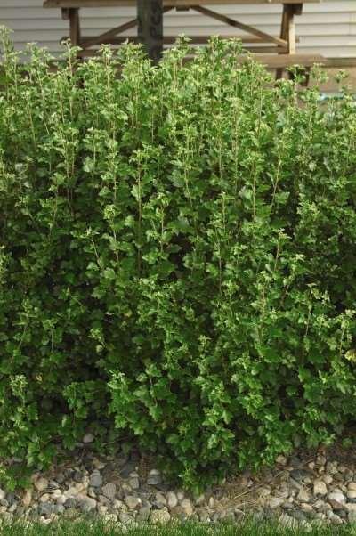 Alpine Currant Ribes alpinum Dense glossy leafed shrub suitable for hedges in open or shady area. Small greenish flowers in April-May. Responsive to shearing.