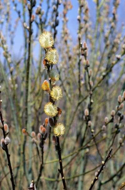 Pussy Willow Salix discolor Hardiest of the pussy willows. Large shrub or small tree up to 20 feet with silvery catkins appearing before leaves.