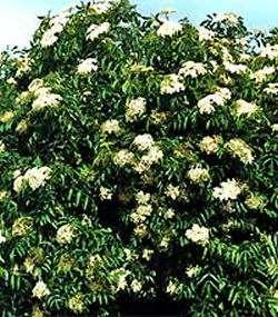 Height: 3-4 Shape: Upright, rounded Zone: 4-6 Spread: 3-6' Foliage: Blue-green, fine texture Adams Elder Sambucus canadensis 'Adams' White flowers in late June.