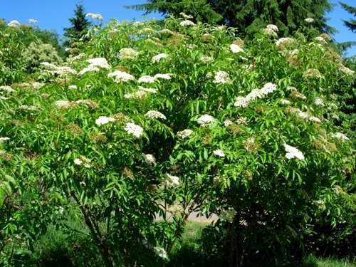 York Elderberry Pots Only 2016 Sambucus canadensis 'York' Perhaps the largest fruit and most productive of any cultivar.