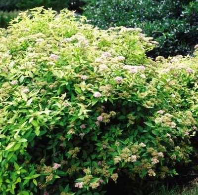 Goldmound Spirea Spiraea 'Goldmound' A COPF introduction in 1980. A bushy plant with pink flowers in June-July.