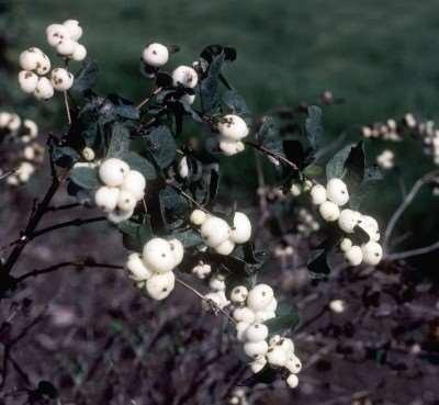 White Snowberry Symphoricarpos albus Conspicuous large, white berries in autumn. Good in half shade and moist locations. Dainty, pink flowers in July. Excellent for holding soil on steep banks.
