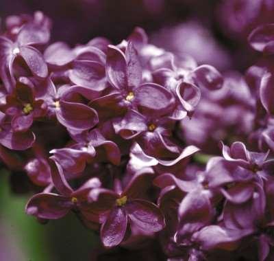Monge Lilac Syringa vulgaris 'Monge' This outstanding French hybrid lilac has showy panicles of single, red-purple florets.
