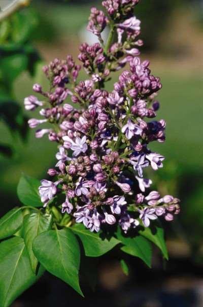 Wonderblue Lilac Syringa vulgaris 'Wonderblue' A Father Fiala introduction. Compact grower with single sky-blue flowers. Lends itself to use in smaller areas.