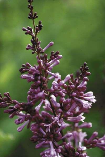 Height: 4-5 Shape: Mounded Zone: 3-7 Spread: 5-6' Foliage: Green Donald Wyman Lilac Syringa x prestoniae 'Donald Wyman' Panicles of purple buds opening to