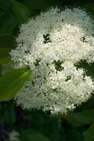 Height: 6-9 Shape: Upright, rounded Zone: 2-7 Spread: 5-8' Foliage: Green Nannyberry Viburnum Viburnum lentago An excellent performer in shade or sun, this hardy native tree