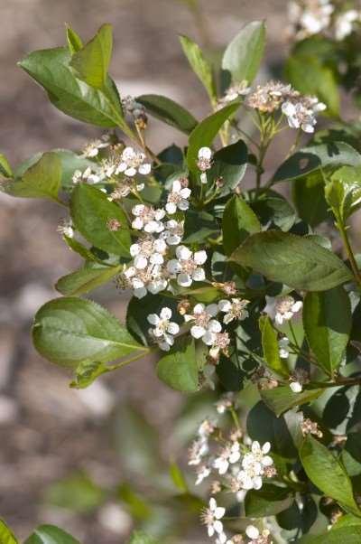 elata A splendid ornamental shrub. White flowers in May followed by 1/4" black fruits that hang on well into winter.