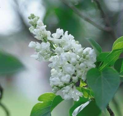 Common White Lilac Syringa vulgaris var. alba This hardy vigorous shrub is the white version of the old-fashioned favorite.