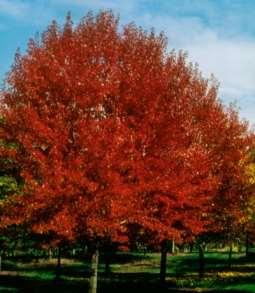 Height: 50 Shape: Upright, rounded Fall Foliage: Brilliant scarlet or yellow Zone: 4-6 Spread: 35-40' Foliage: Green Exposure: Part Sun Brandywine Maple Acer rubrum 'Brandywine' 'Brandywine' is cross
