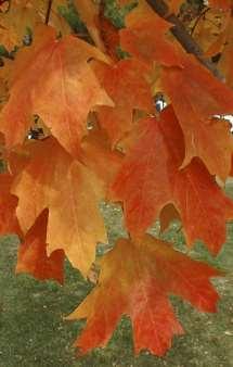Fall Fiesta Sugar Maple Acer saccharum 'Bailsta' One look is all you'll need to see that Fall Fiesta is superior to the sort. The branching is full and symmetrical.