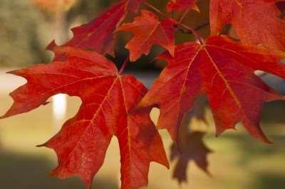 Outstanding fall color, shows far more oranges and reds than other sugar maples. Prefers a moist yet well-drained soil with a slight acidity for optimum growth.