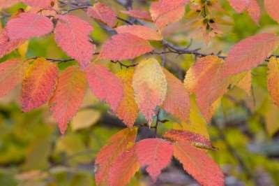 Height: 8-12 Spread: 6-8' Shape: Upright oval Foliage: Variegated, cream and green Fall Foliage: Yellow to Part Shade Zone: 4-8 Blue Beech Carpinus caroliniana The attributes of this slow growing