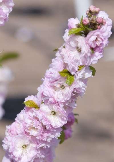 Double Flowering Plum - Tree Form Prunus triloba Grown as a tree form, this vigorous large shrub/small tree has been trained to a head forming at 2-3 feet on a single stem.