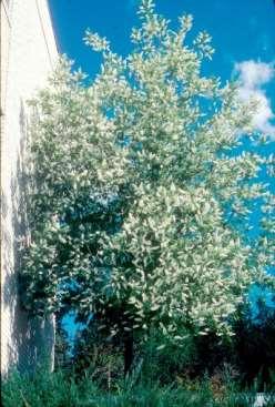 Height: 20-30 Shape: Oval Fall Foliage: Yellow to orange Zone: 3-6 Spread: 18-25' Foliage: Dark green Canada Red Select Cherry Prunus virginiana 'Shubert Select' This improved Canada Red cherry was
