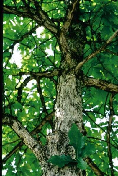 Swamp White Oak Quercus bicolor Excellent in both wet and upland soils, this tree has a coarser, less deeply incised leaf than Q. alba, and acorns borne on 2-4" stalks.
