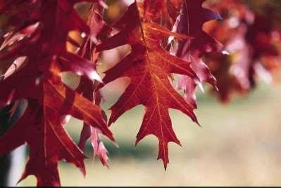 Height: 60-80 Spread: 60-80' Shape: Rounded, open Foliage: Dark green above, grayish beneath Fall Foliage: Yellow-brown to purple Zone: 3-8 Northern Red Oak Quercus rubra The fastest growing