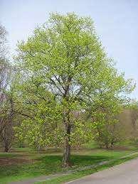 American Linden Tilia americana This rapid growing tree has fragrant yellow flowers and large, dense foliage that provides excellent shade.