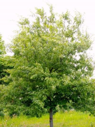 Height: 75-90 Spread: 40-50' Shape: Pyramidal in youth, rounded at maturity Foliage: Large, dark green Fall Foliage: Pale yellow Zone: 3-8 First Editions Majestic Skies Northern Pin Oak Quercus