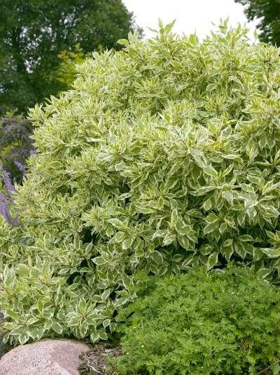Ivory Halo Dogwood Cornus alba 'Bailhalo' This compact selection of variegated dogwood provides beautiful variegated foliage in summer and attractive red twigs in winter.
