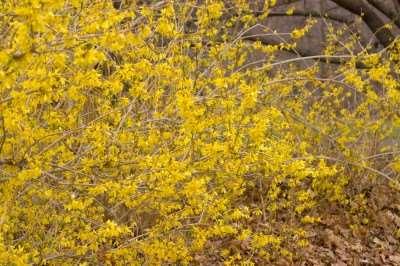 Height: 5-6 Shape: Compact, rounded Zone: 3-7 Spread: 5-6' Foliage: Variegated, white and green Northern Gold Forsythia Forsythia 'Northern Gold' An introduction in 1979,