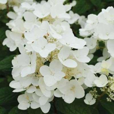 White Diamonds Hydrangea Hydrangea paniculata 'HYPMAD I' With a commanding presence in the summer and fall garden, White Diamonds is an exceptional new compact hydrangea with glistening white