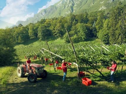 Ferrari moving to higher vines as climate change effects felt Tuesday 11 December 2012 by Anne Krebiehl Tweet44 +10Share50 Italian sparkling