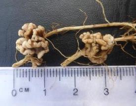 But it s more than just presence of nodules Over 100 species of true Rhizobium For perennial and most