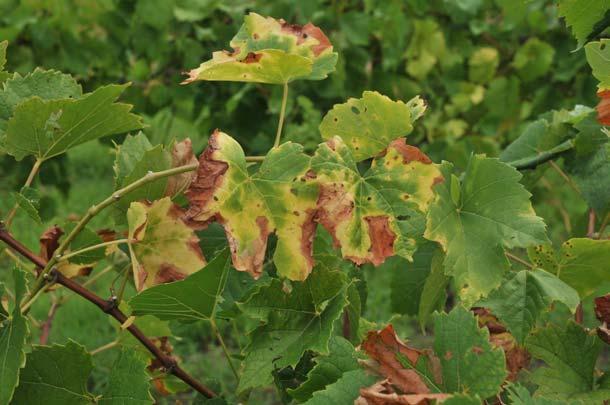 Dry, brown scorch symptoms of grape leaves infected with Xylella fastidiosa.