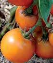 A delicious, tangy salad tomato, ripe just as the green fruit develops a yellow blush,