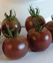2018 Cherry Tomato Selection BLACK CHERRY Sweet and robust.
