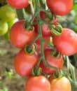 The tendancy for these fantastic tomatoes to crack easily