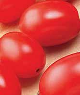 2018 Grape Tomato Selection CUPID The tomatoes are crack resistant and