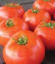 Produces big red tomatoes with consistently good flavor.