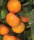 2018 Field Tomato Selection BHN 871 Pretty golden orange tomatoes.