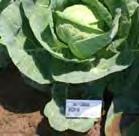 Gregorian Cabbage 59 days Extra uniform CMS hybrid(free of inbreds) Solid round heads average 7-3 ½ lb with nice green wrapper