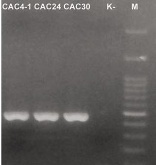 Identifikacija C. apii na celeru 80 Slika 5. Amplifikacija DNK fragmenta C. apii izolata sa celera parom prajmera CAL-228F/CAL2Rd.